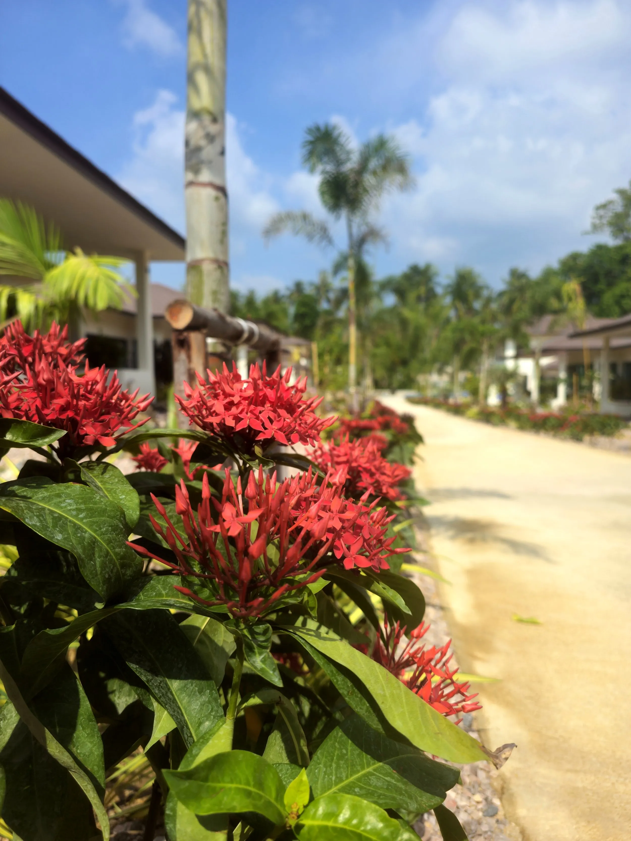 Tropical garden grounds at SHI Phangan Villas