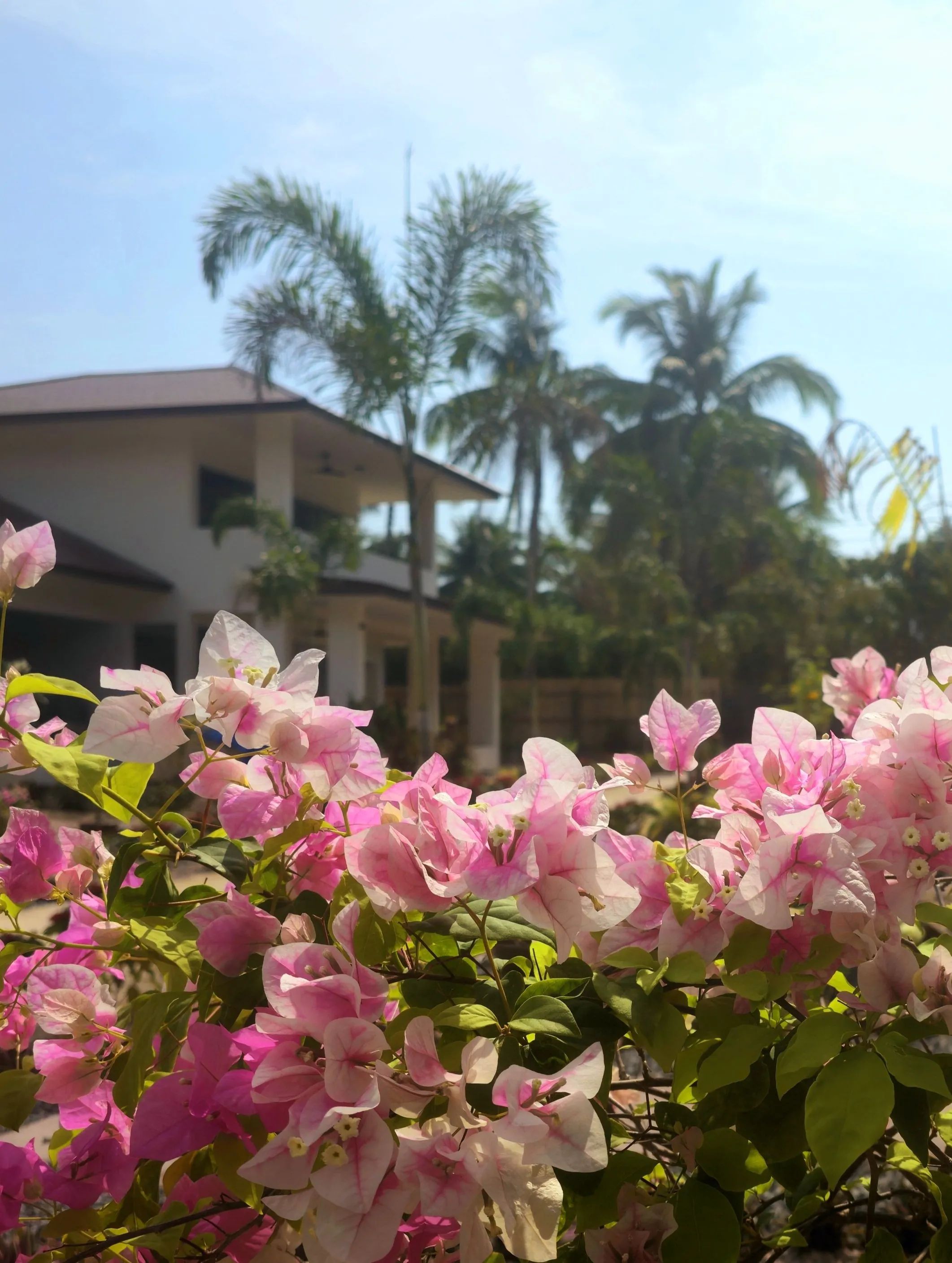 Garden Flowers