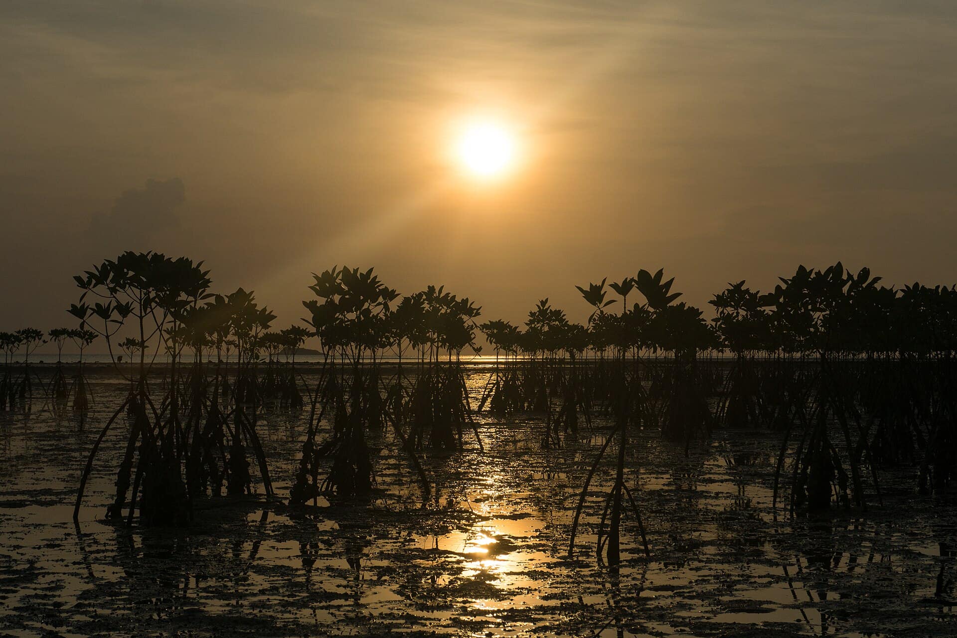 Mangroves on the Koh Phangan coastline in April