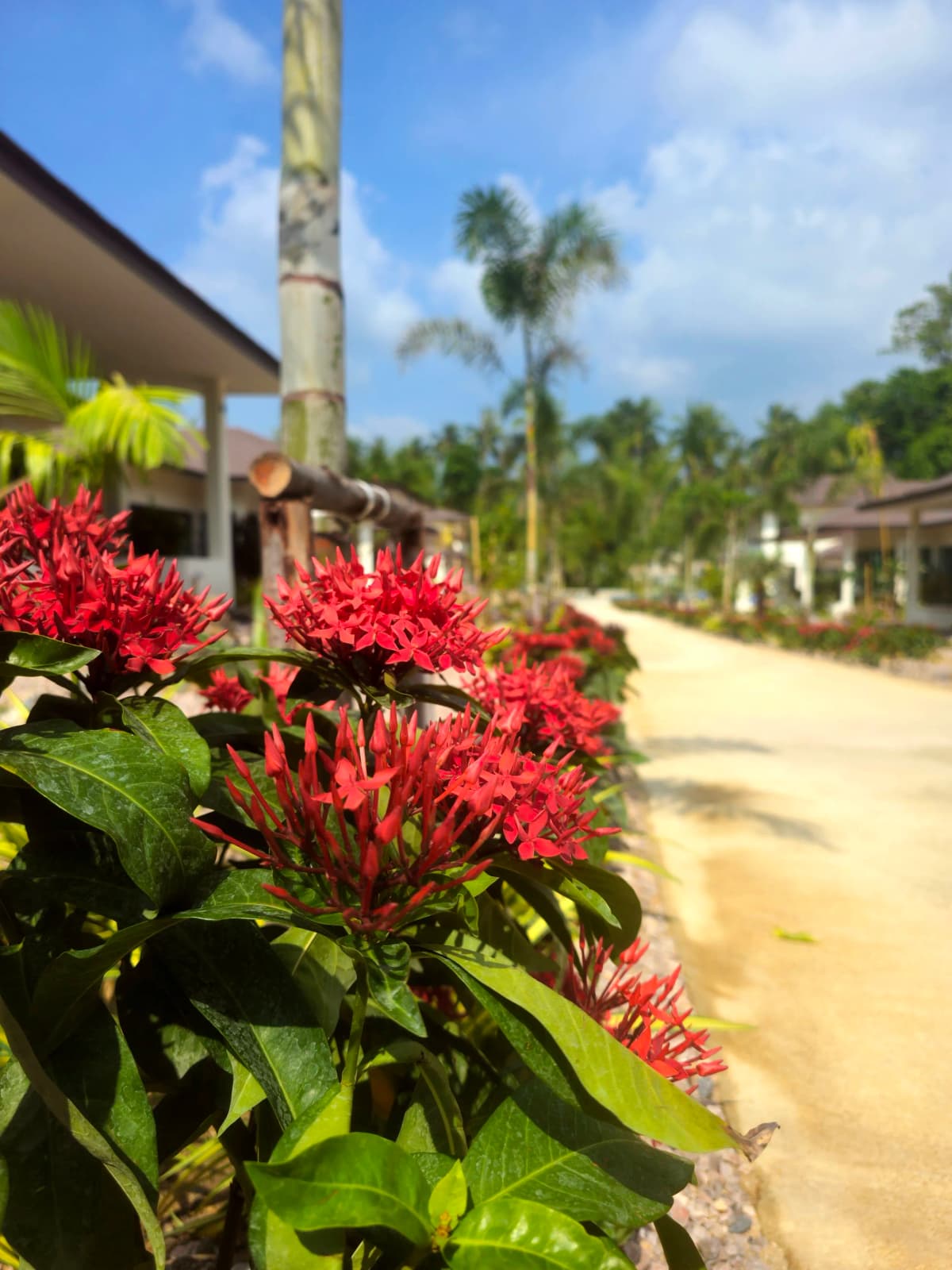 Walled tropical garden at SHI Phangan Villas, Koh Phangan