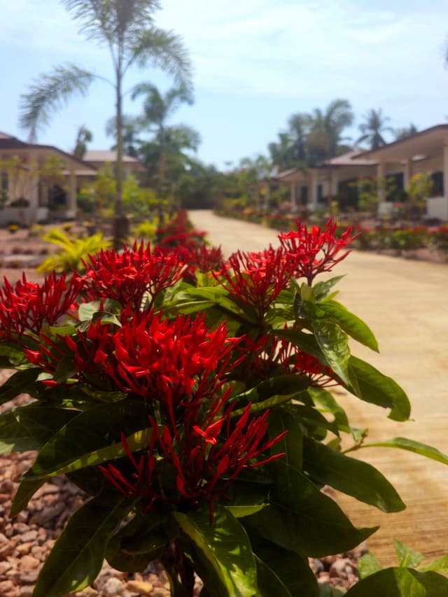 Garden pathway between villas at SHI Phangan
