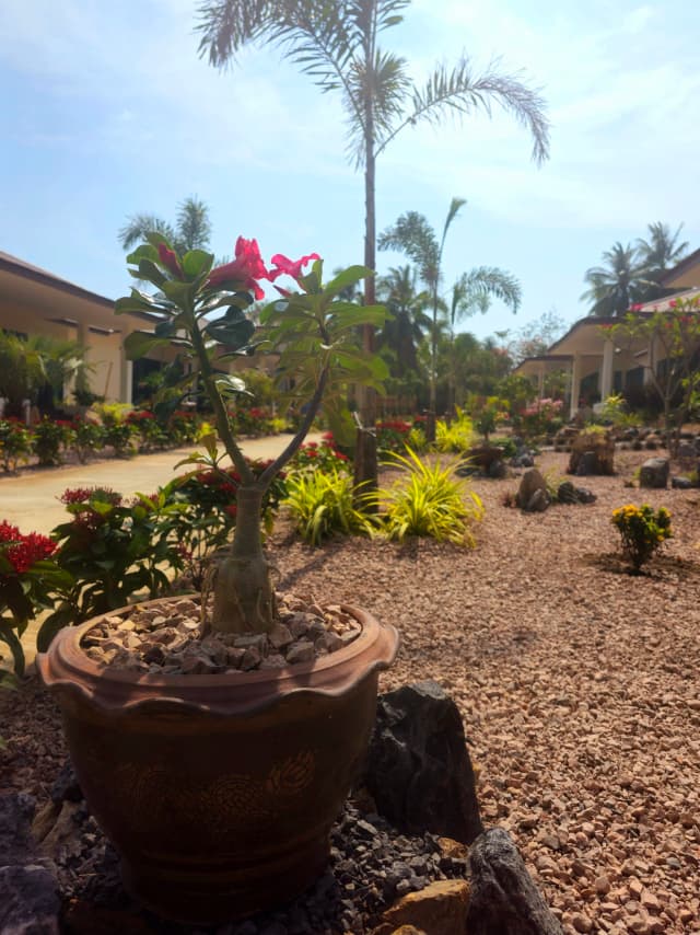 Palms and frangipani in the garden at SHI Phangan