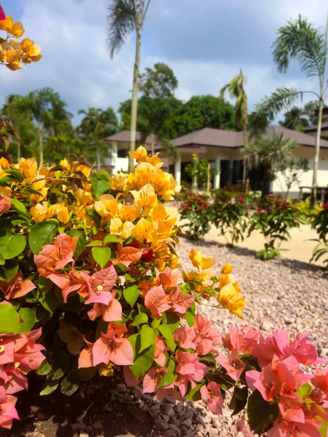 Wide view across the tropical garden at SHI Phangan