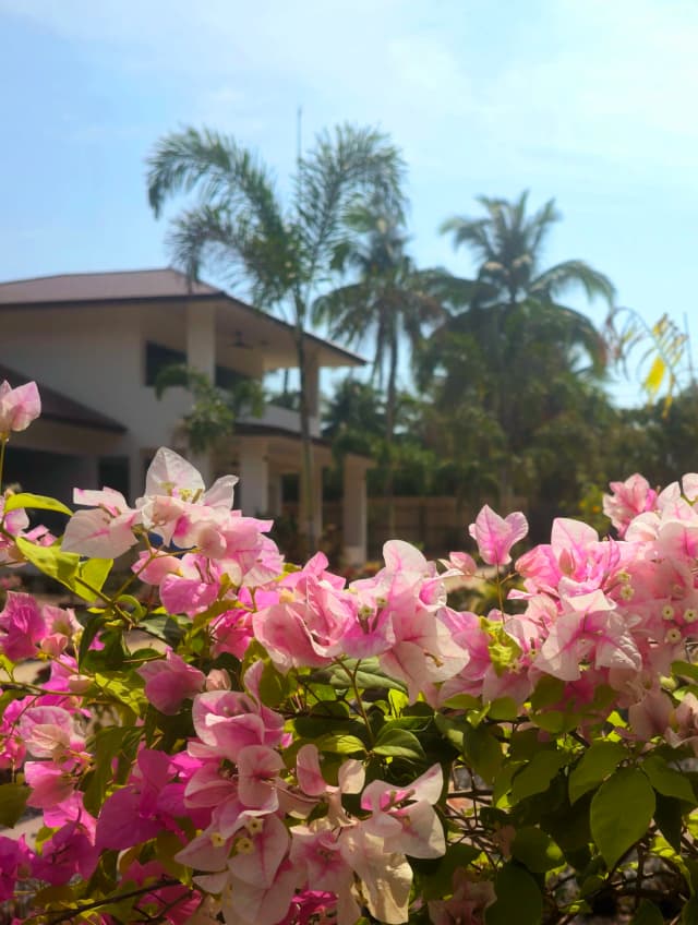 Flowers and greenery in the garden at SHI Phangan